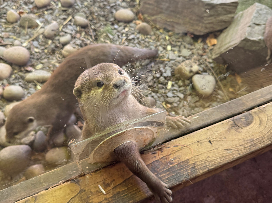 Exotic Zoo Wildlife Park + Natural History & Dino Museum-特尔福德必去景点