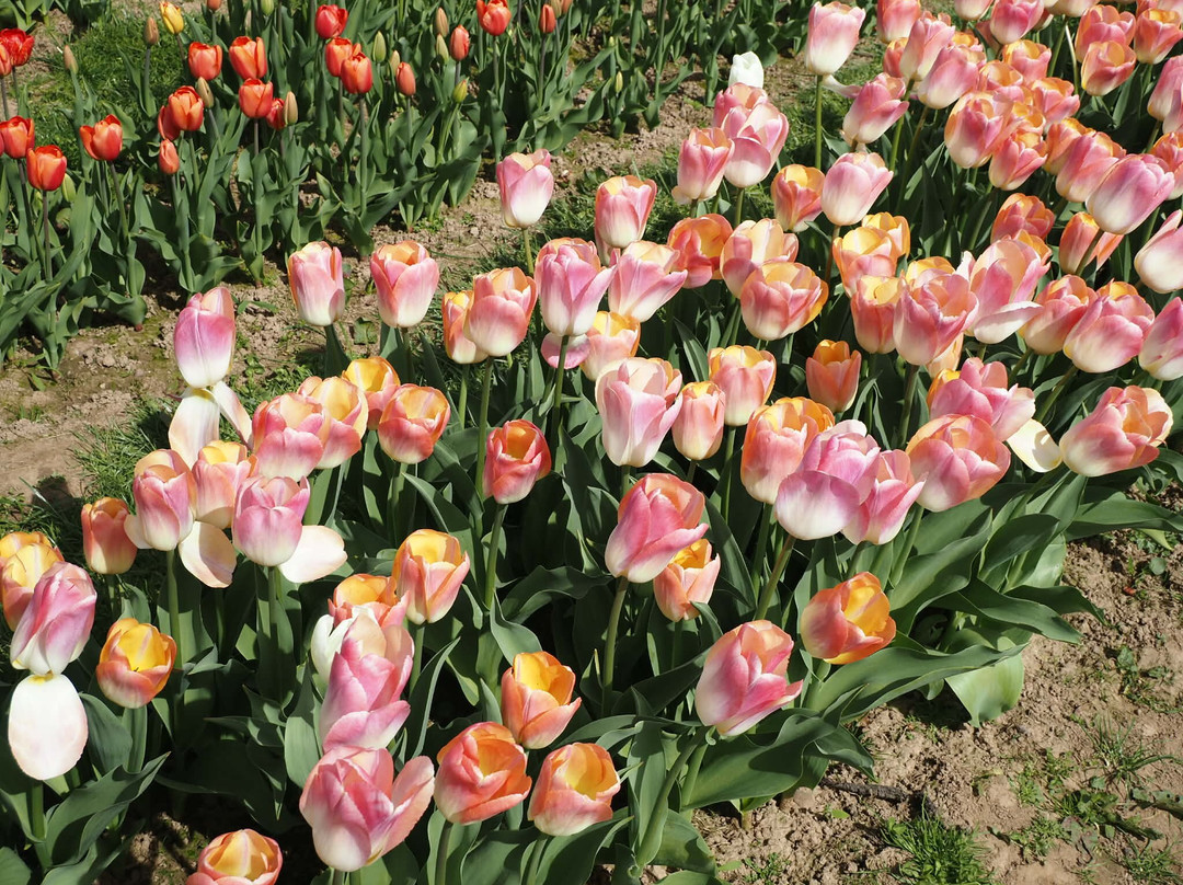 Tulleys Tulip Garden - Warwickshire-沃里克必去景点
