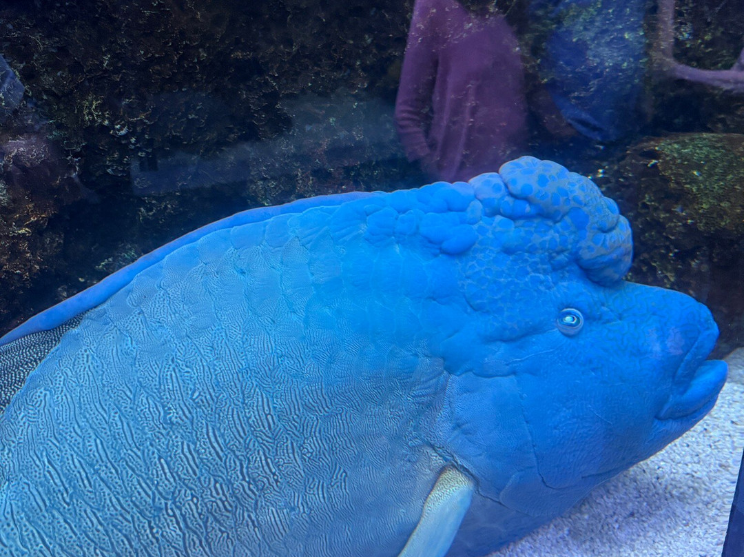 达拉斯世界水族馆-达拉斯必去景点