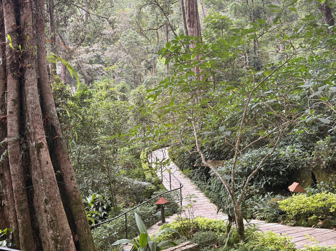 蒙纳大树酒店主图