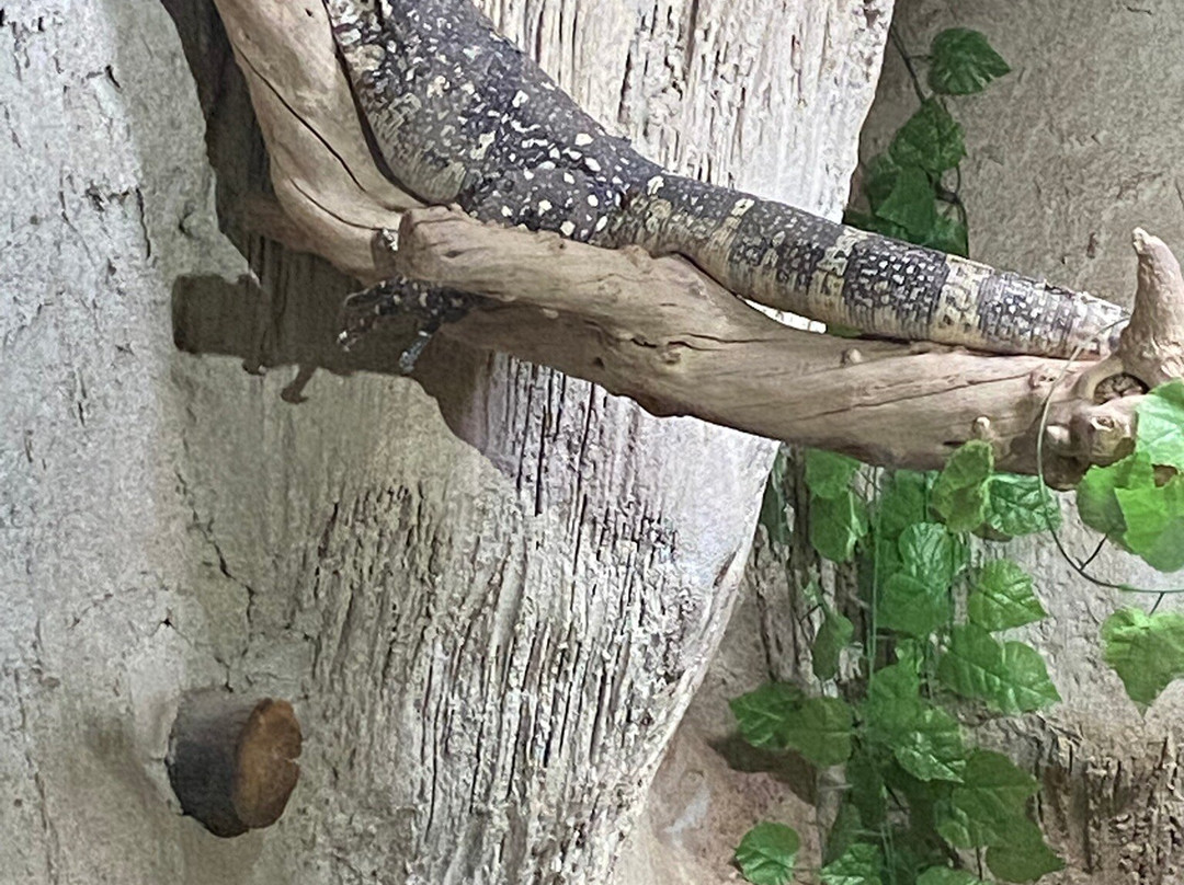 Cocodrilo Park Gran Canaria-阿古伊梅斯必去景点