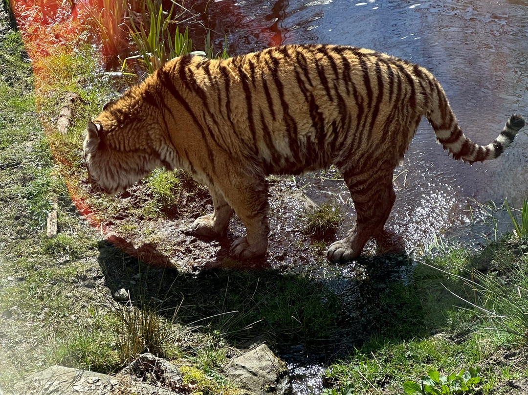 Highland Wildlife Park-Kincraig必去景点