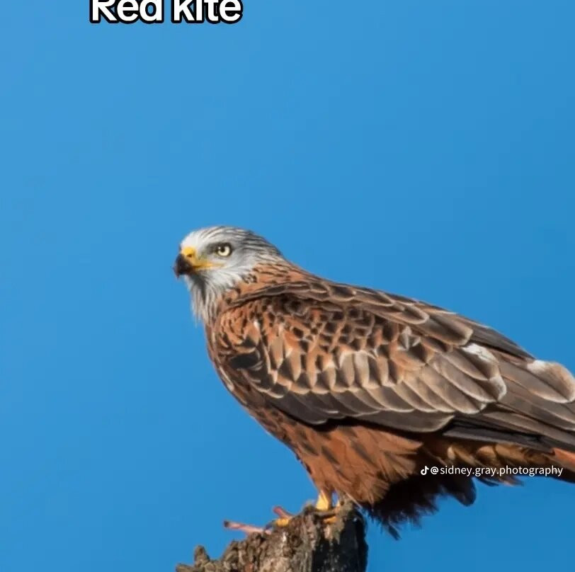 Bird of Prey Experiences - Hawkeye Falconry UK-Thoresby必去景点