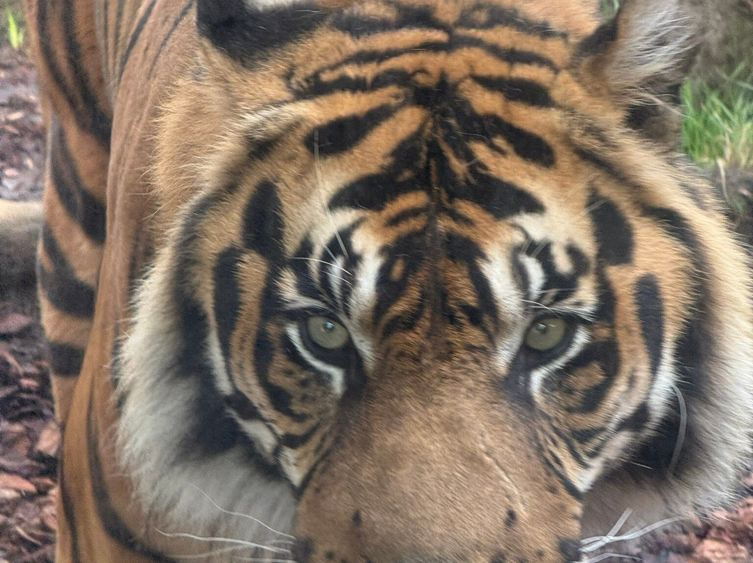 Bioparc Fuengirola-福恩吉罗拉必去景点