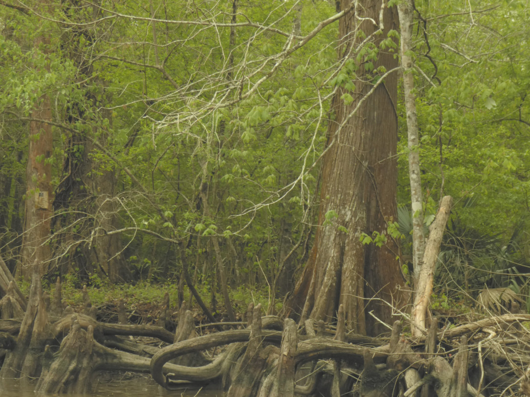 Lake Fausse Pointe State Park-Saint Martinville必去景点