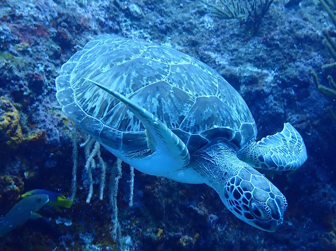 Blue Odyssey Diving-Marigot必去景点