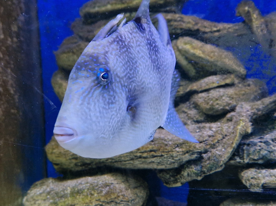 Aquarium Of Faliraki (Aquaworld)-Faliraki必去景点