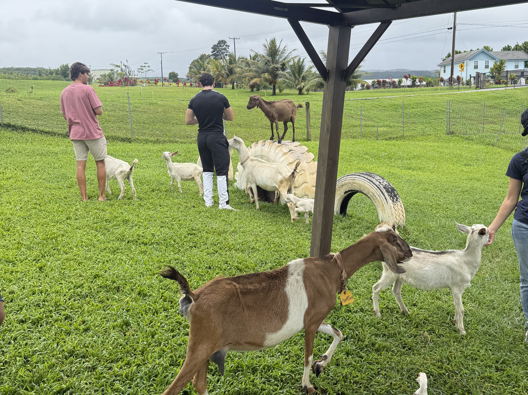Honomu Goat Dairy-哈诺姆必去景点