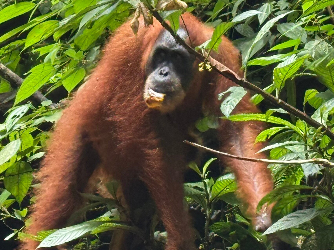 Sumatra Orangutan Tours-武吉拉旺必去景点