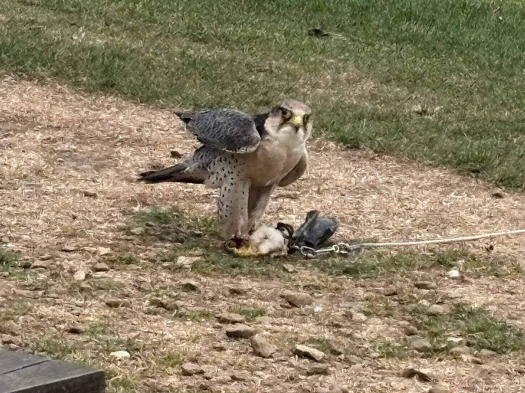 Cotswold Falconry Centre-莫顿因马什必去景点
