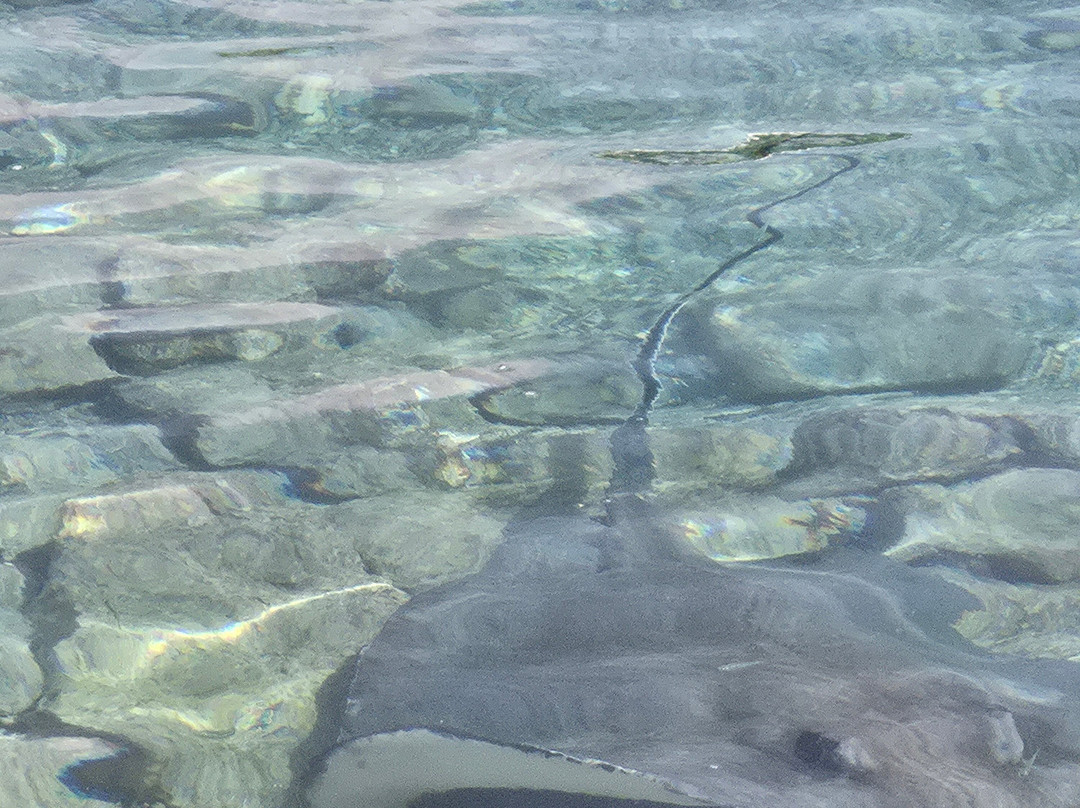 Curaçao Sea Aquarium-威廉斯塔德必去景点