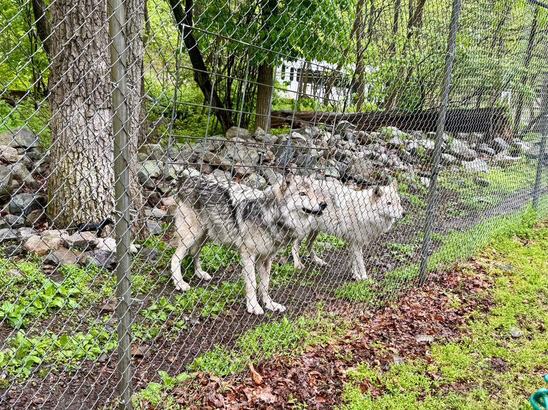 Lakota Wolf Preserve-Columbia必去景点
