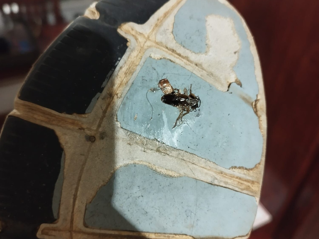 豹角旅馆主图