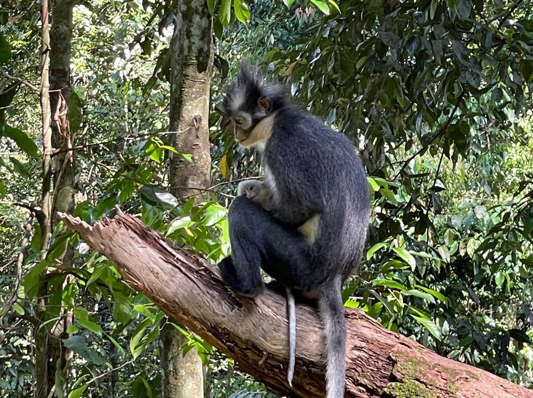 Sumatra Orangutan Explore-武吉拉旺必去景点