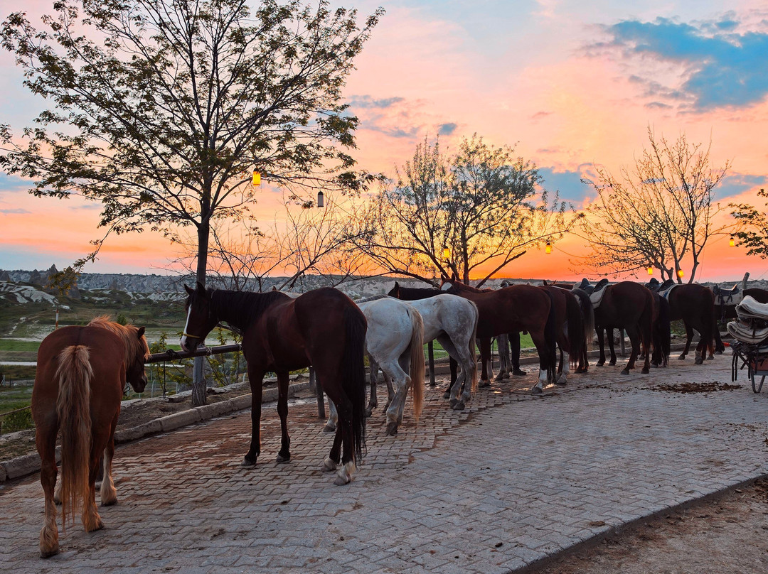The Dalton Brothers Horse Riding Tours-格雷梅必去景点