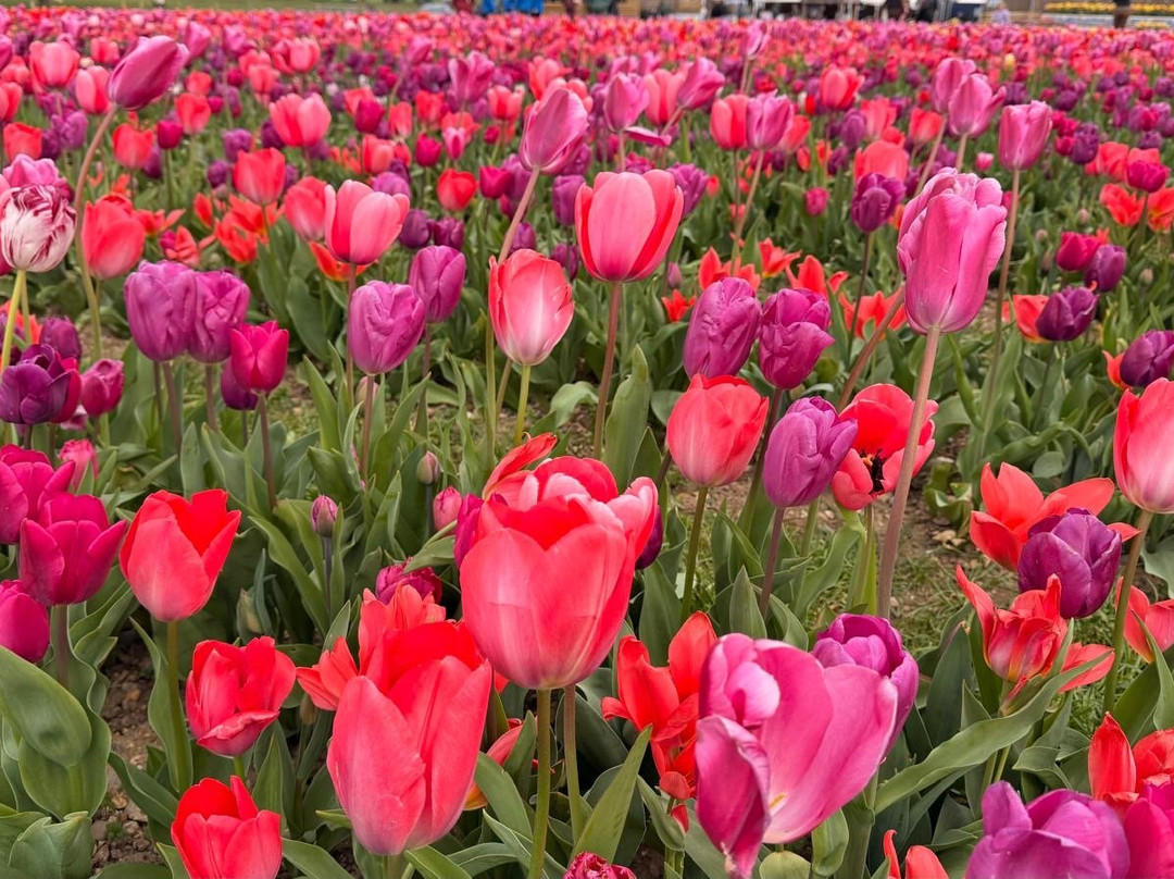 Tulleys Tulip Fields - Hertfordshire-圣奥尔本斯必去景点