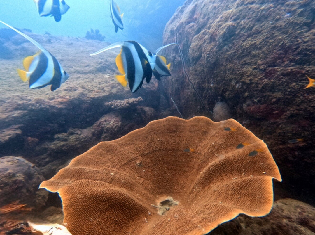 Divers Land Dive Club-Trincomalee必去景点