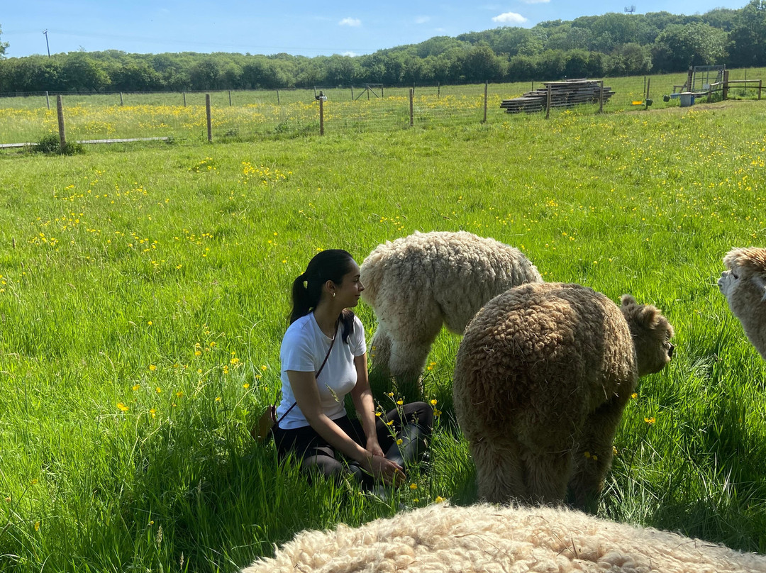 London Alpacas-Epping必去景点