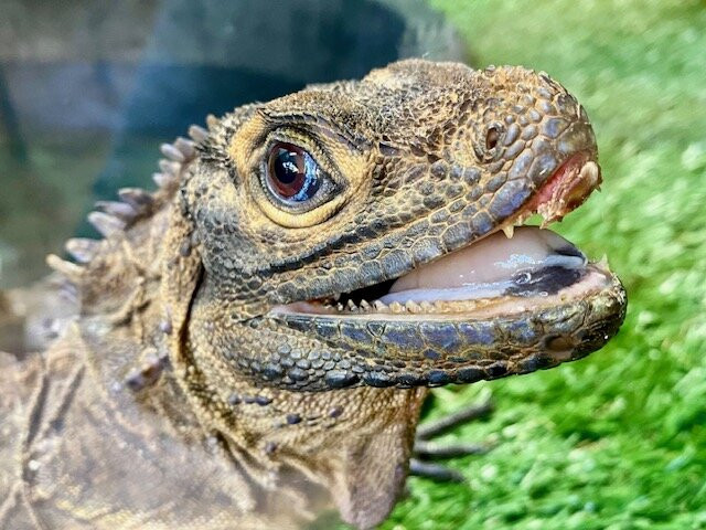Edisto Island Serpentarium-埃迪斯托艾兰必去景点