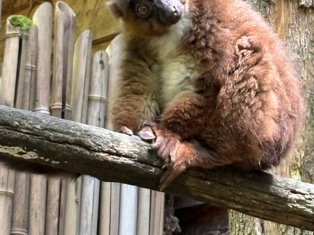 Réserve Zoologique De Calviac-Calviac-en-Perigord必去景点