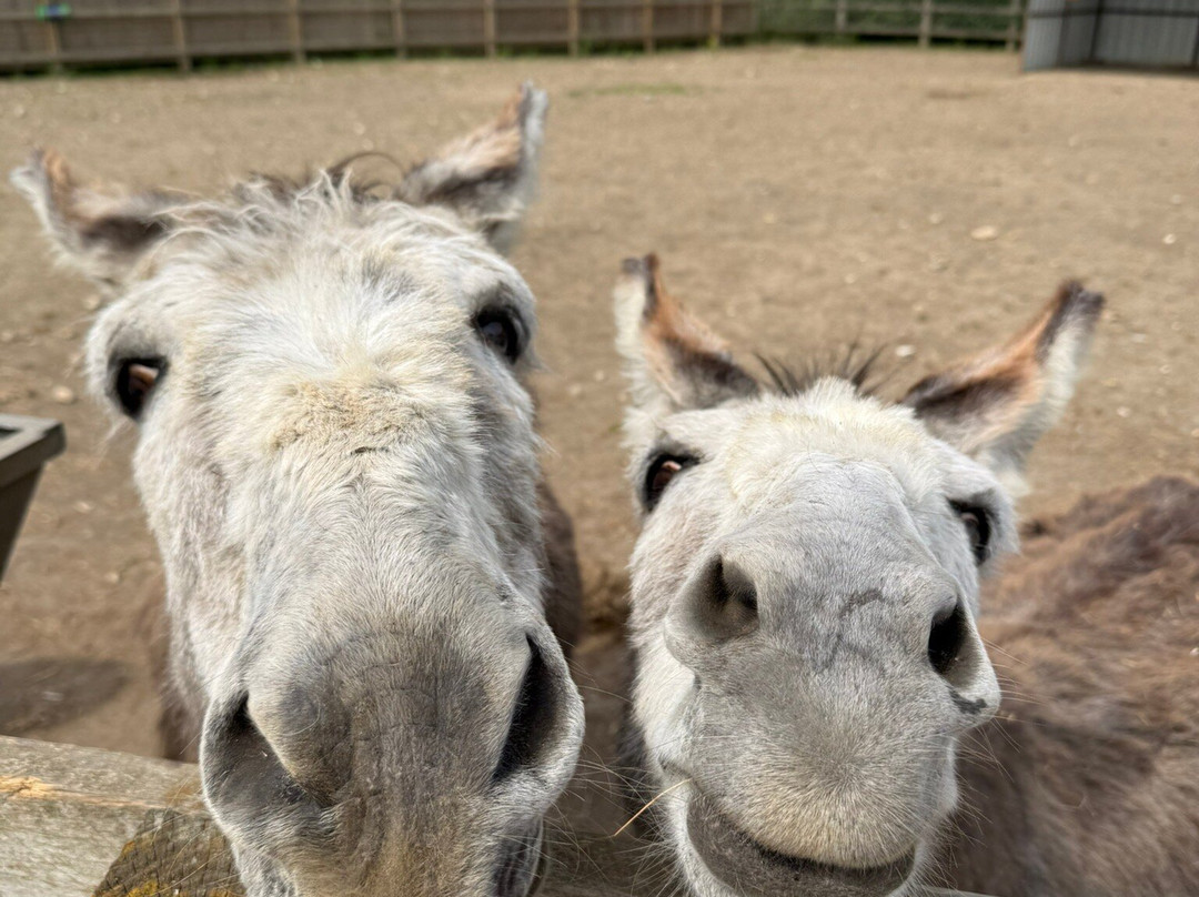 Oasis Camel Park-Halesworth必去景点