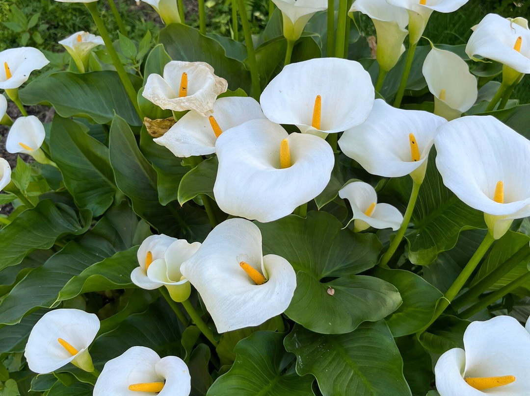 Le jardin de caradec-Saint-Nolff必去景点