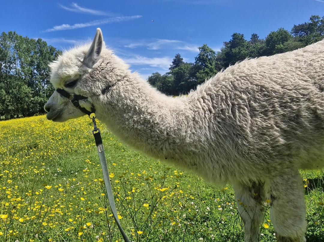 Woodlands Alpaca Farm-沃灵顿必去景点