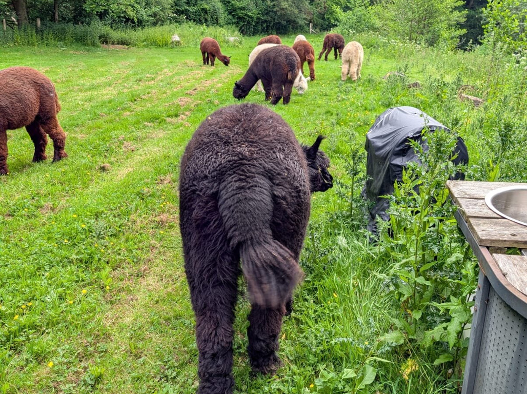 Bell Farm Alpacas-Pensford必去景点