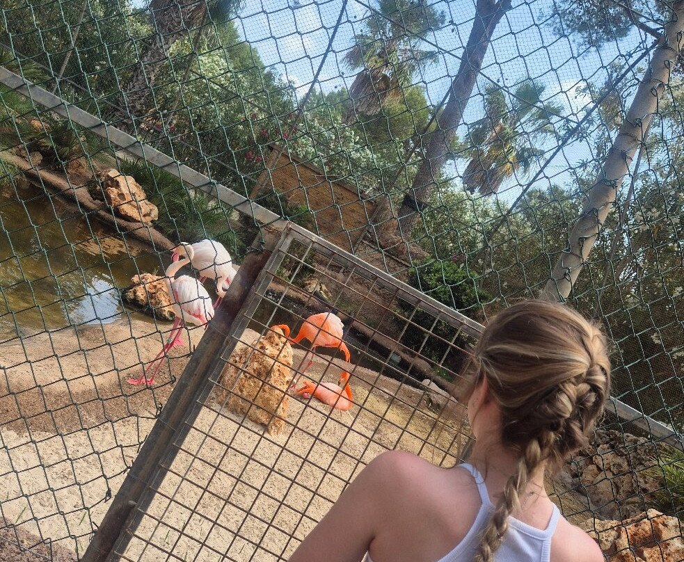 Safari Zoo Mallorca-萨可马必去景点
