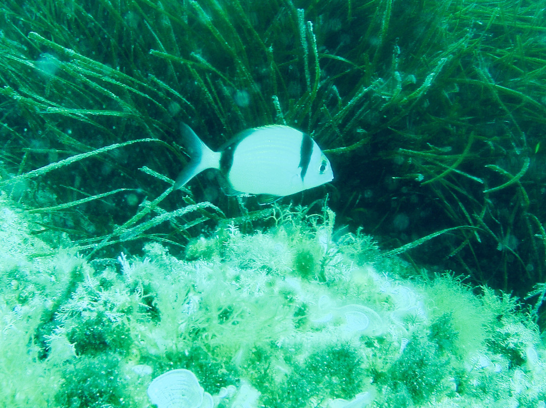 East Coast Divers Mallorca-Portocolom必去景点