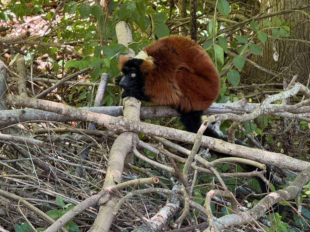 Duke Lemur Center-达勒姆必去景点