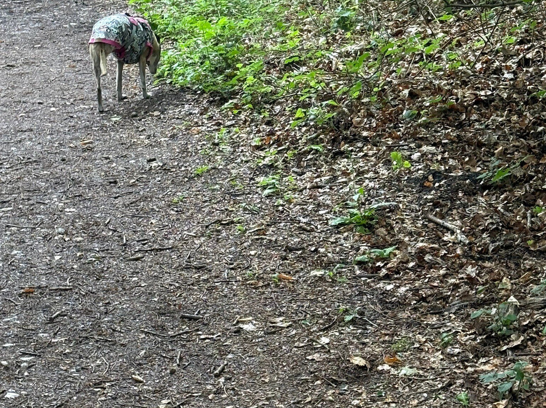 Holt Country Park-诺威奇必去景点