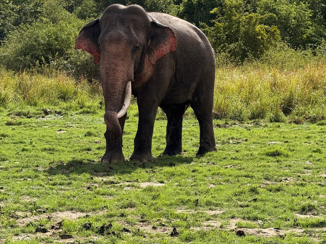 Sri Lanka Driver Tours-Yatiyana必去景点