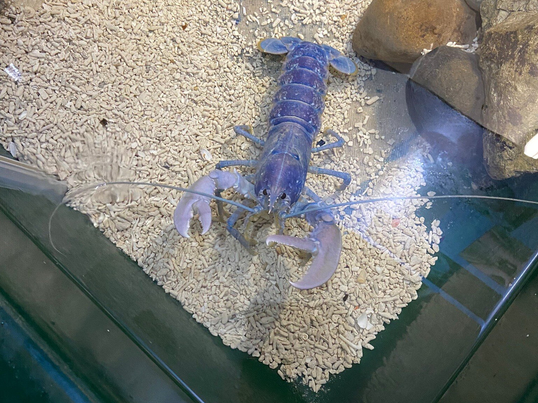 Lake District Coast Aquarium-Maryport必去景点