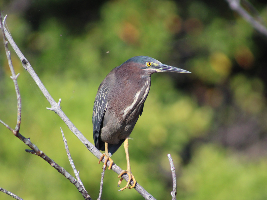 J.N. "Ding" Darling National Wildlife Refuge-萨尼贝尔岛必去景点