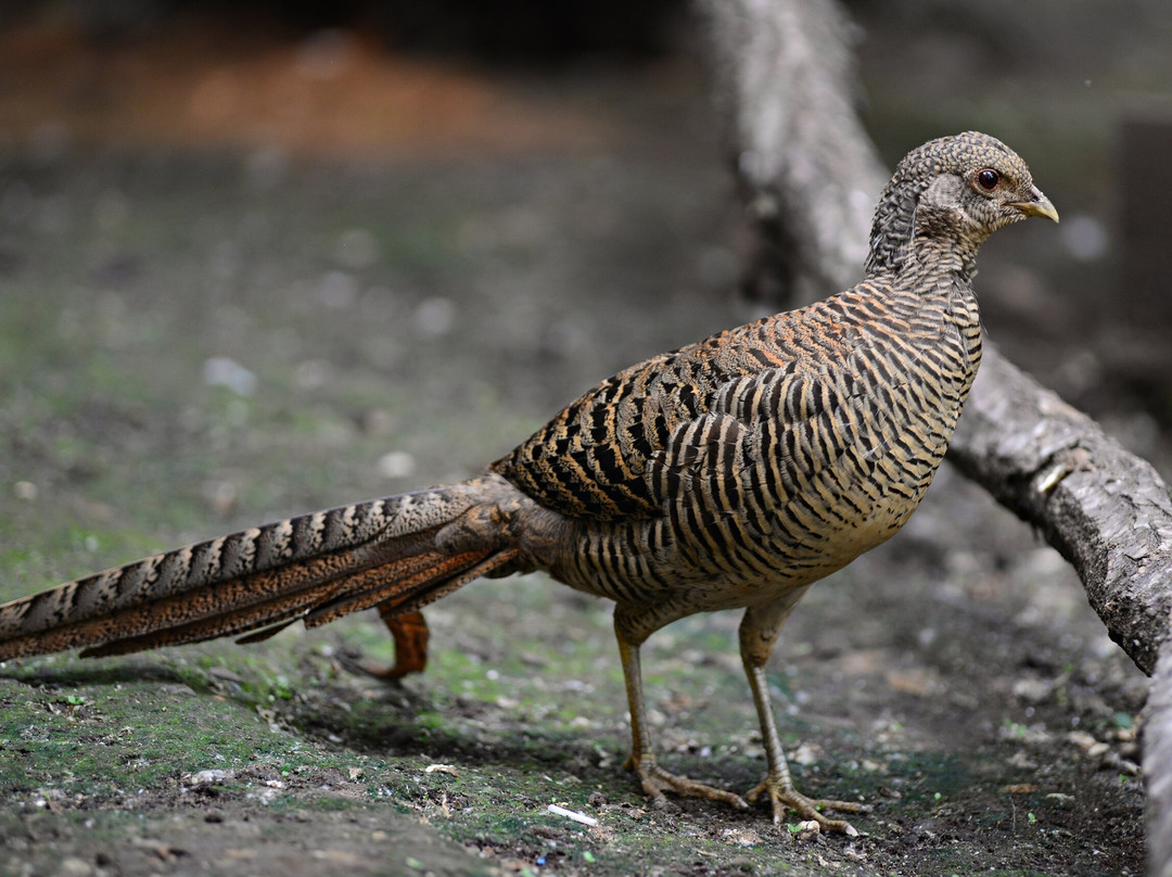 Piton Zoological Centre-Komsomolsk-on-Amur必去景点