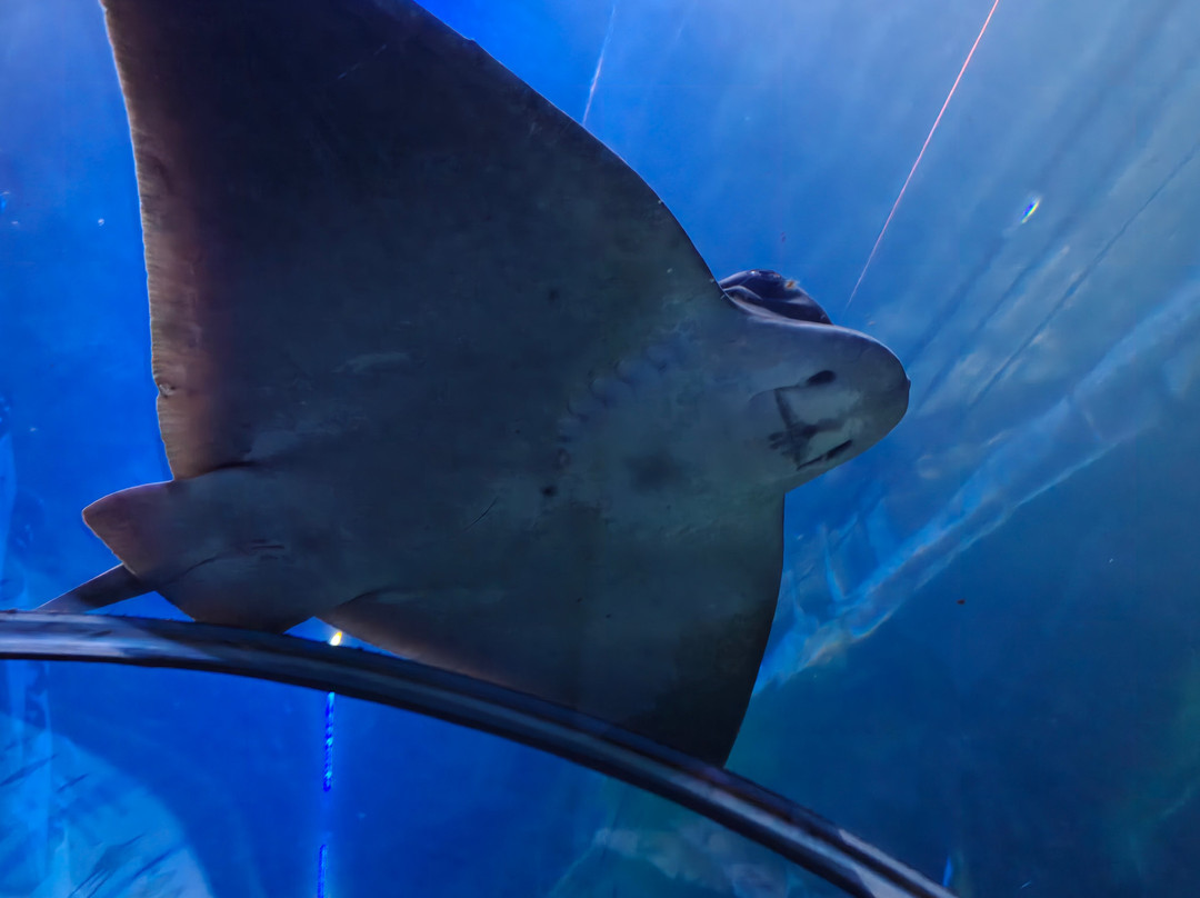 Deep Sea World-北昆斯费里必去景点