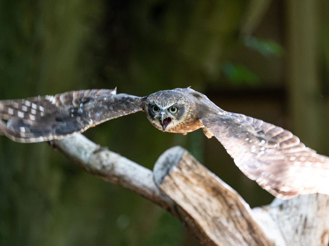 Hawk Conservancy Trust Bird of Prey Centre-Andover必去景点