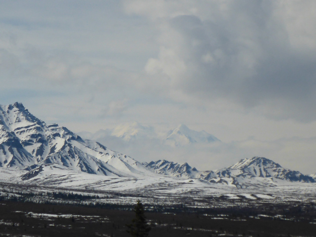 Tundra Wilderness Tour-Denali Park必去景点