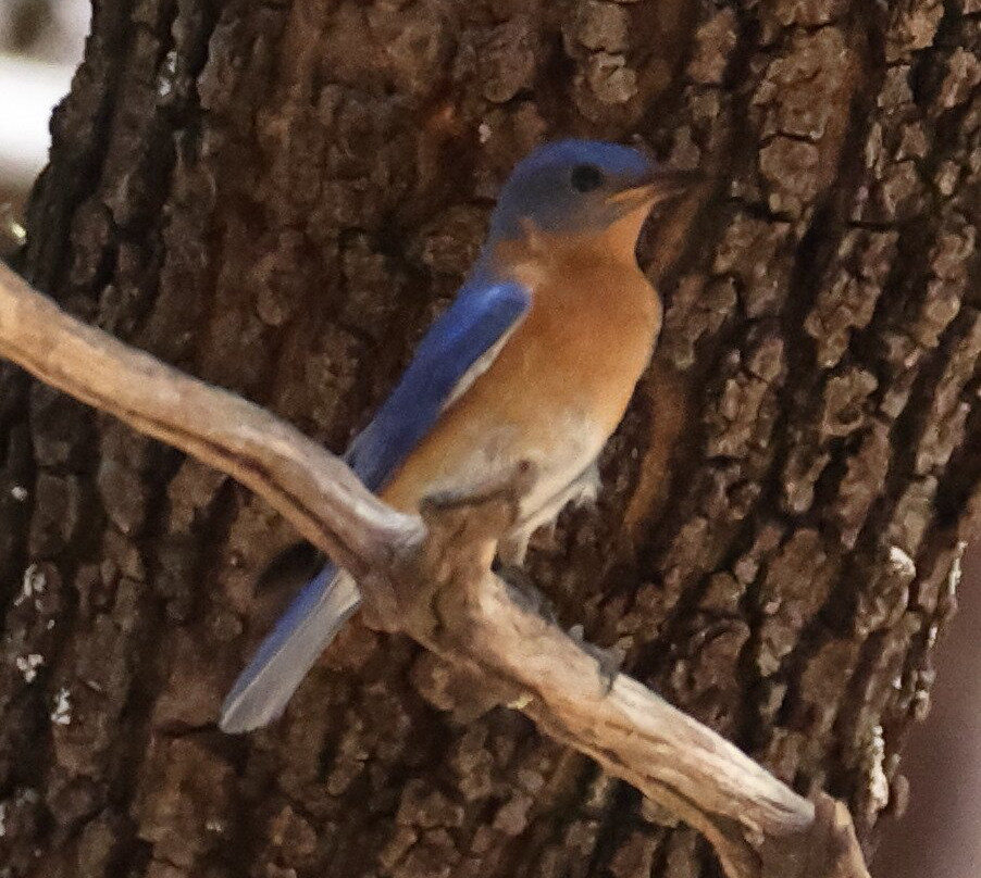 Ramsey Canyon Cabins & Bird Sanctuary主图