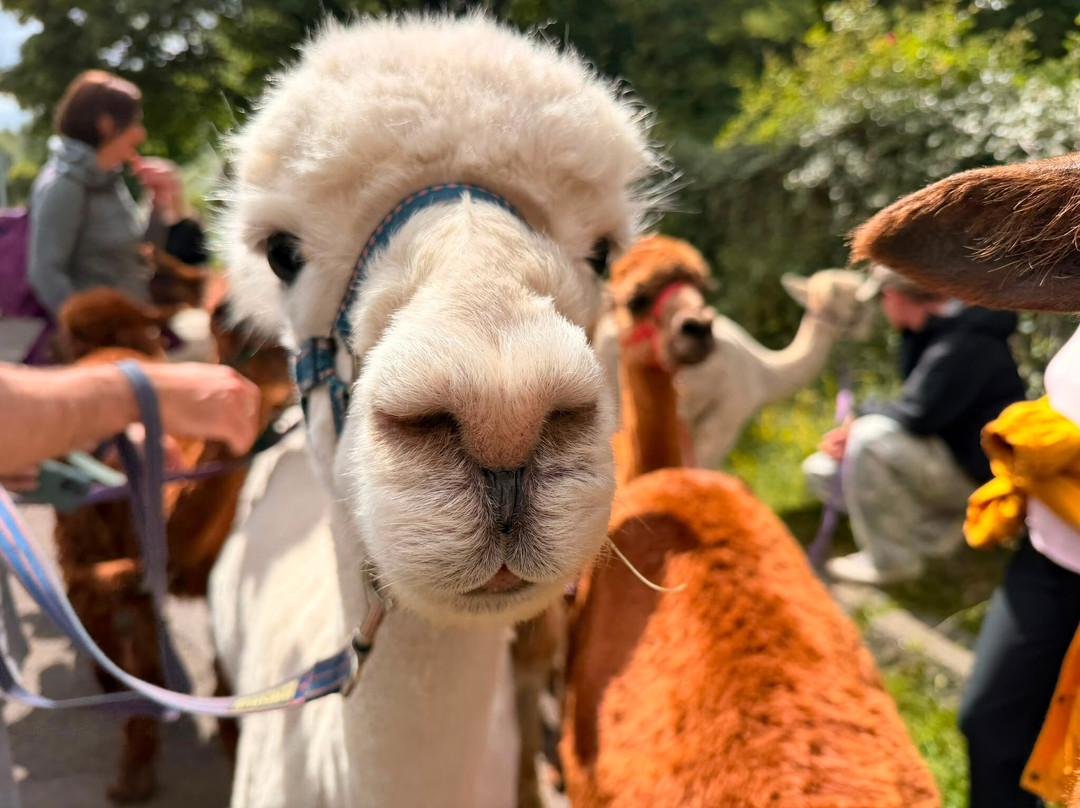 BobCat Alpacas-爱丁堡必去景点