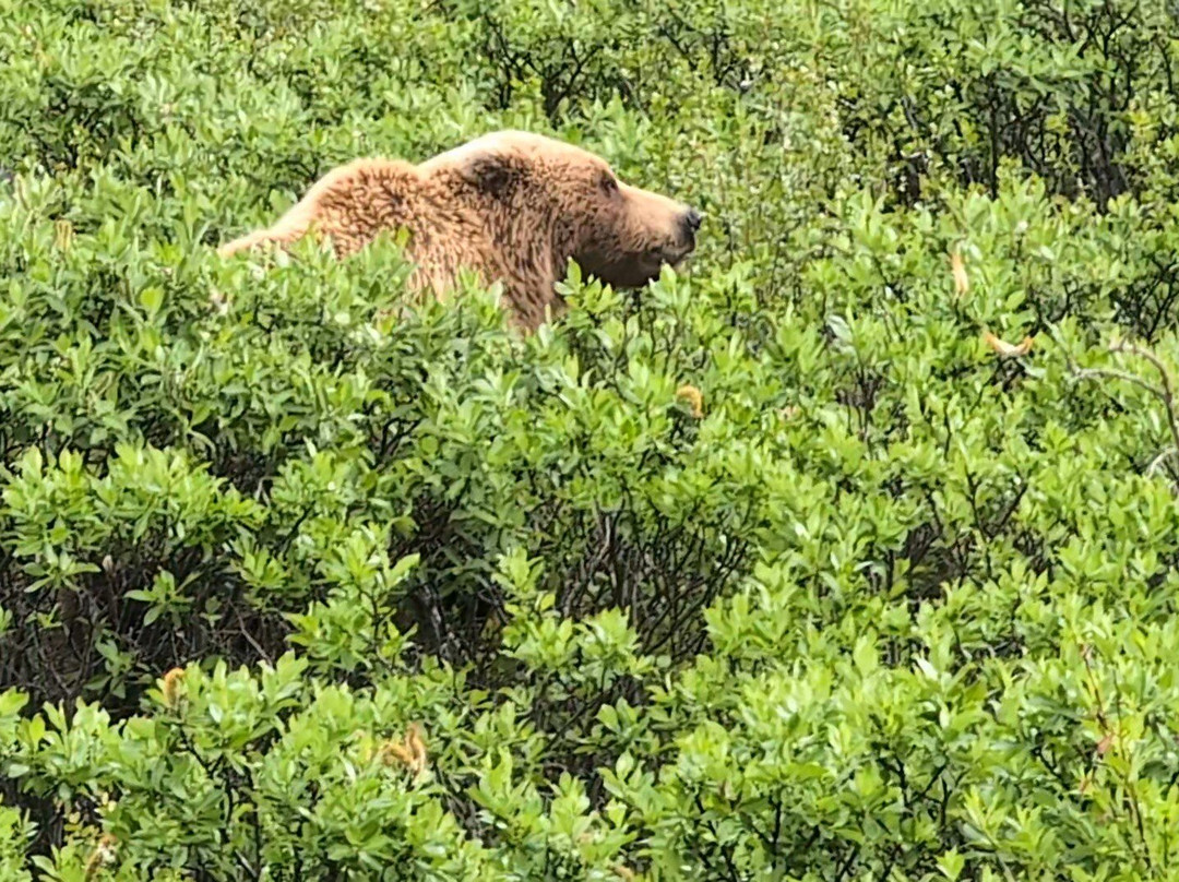 Tundra Wilderness Tour-Denali Park必去景点