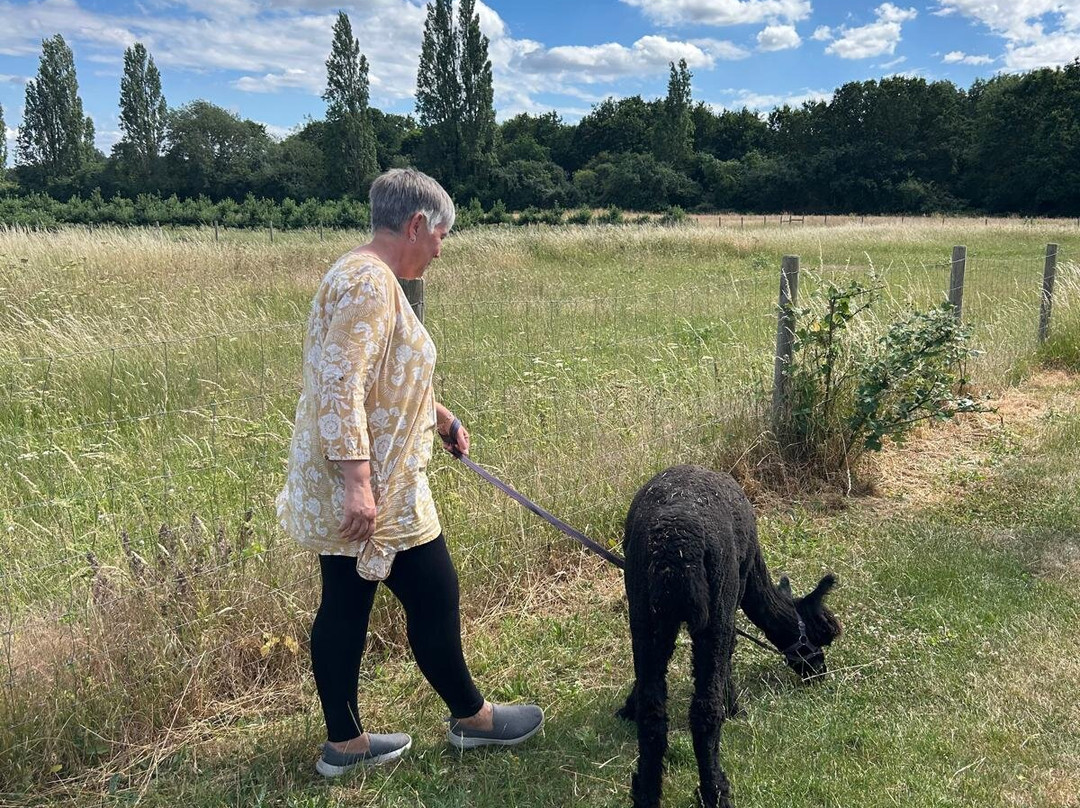 All Things Alpaca Ltd-切姆斯福德必去景点