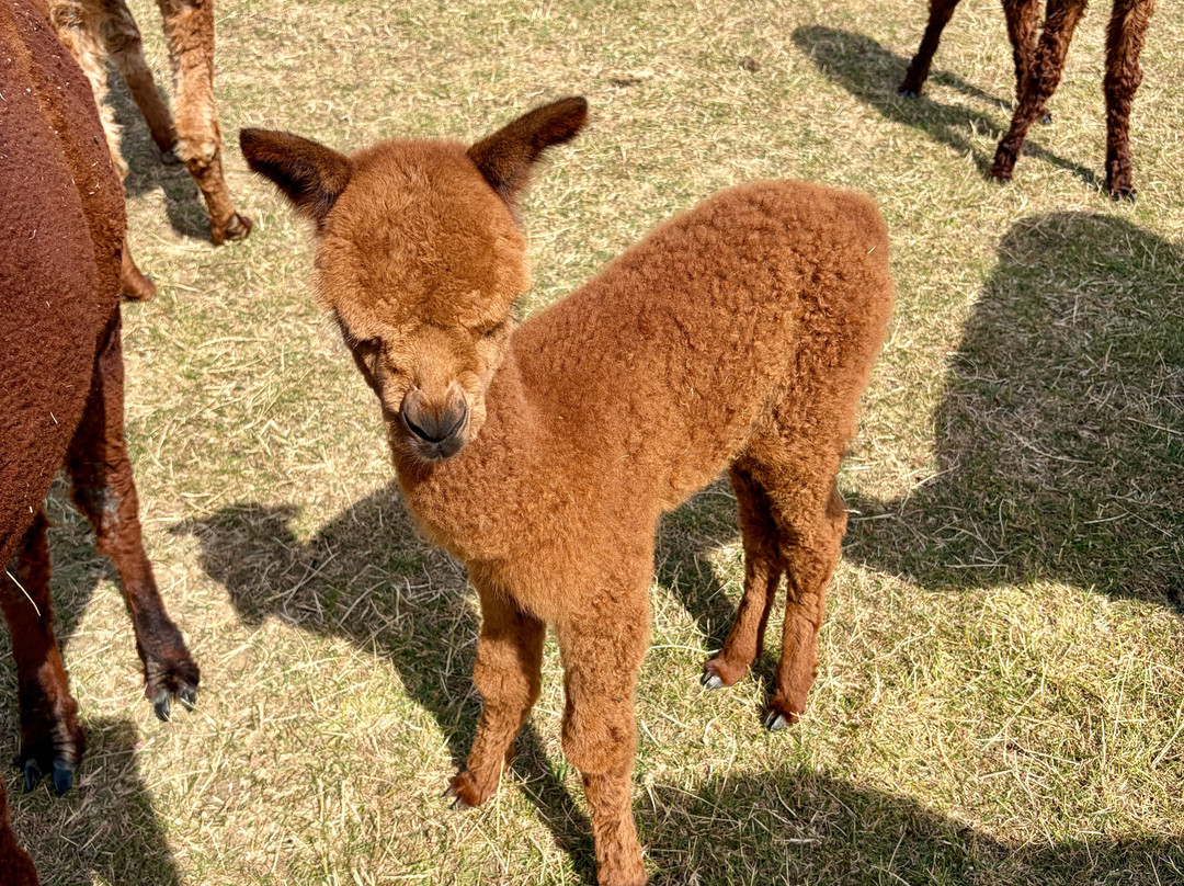 Cotswold Vale Alpacas-伊夫舍姆必去景点