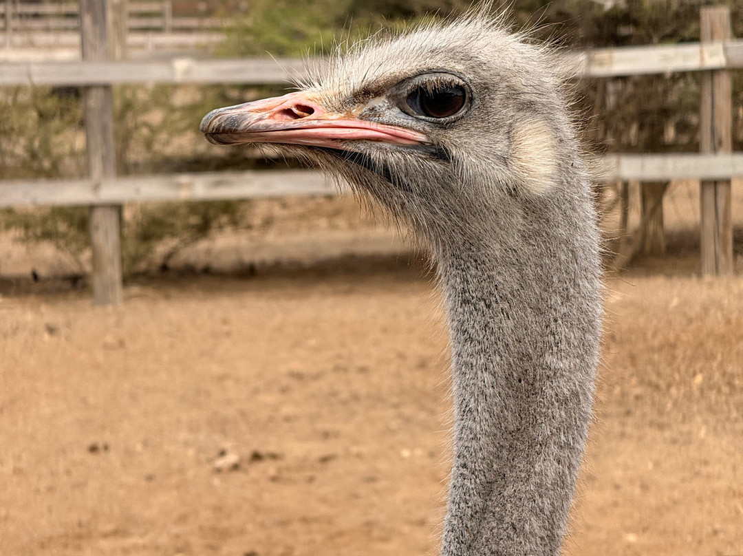 Curacao Ostrich Farm-库拉索必去景点
