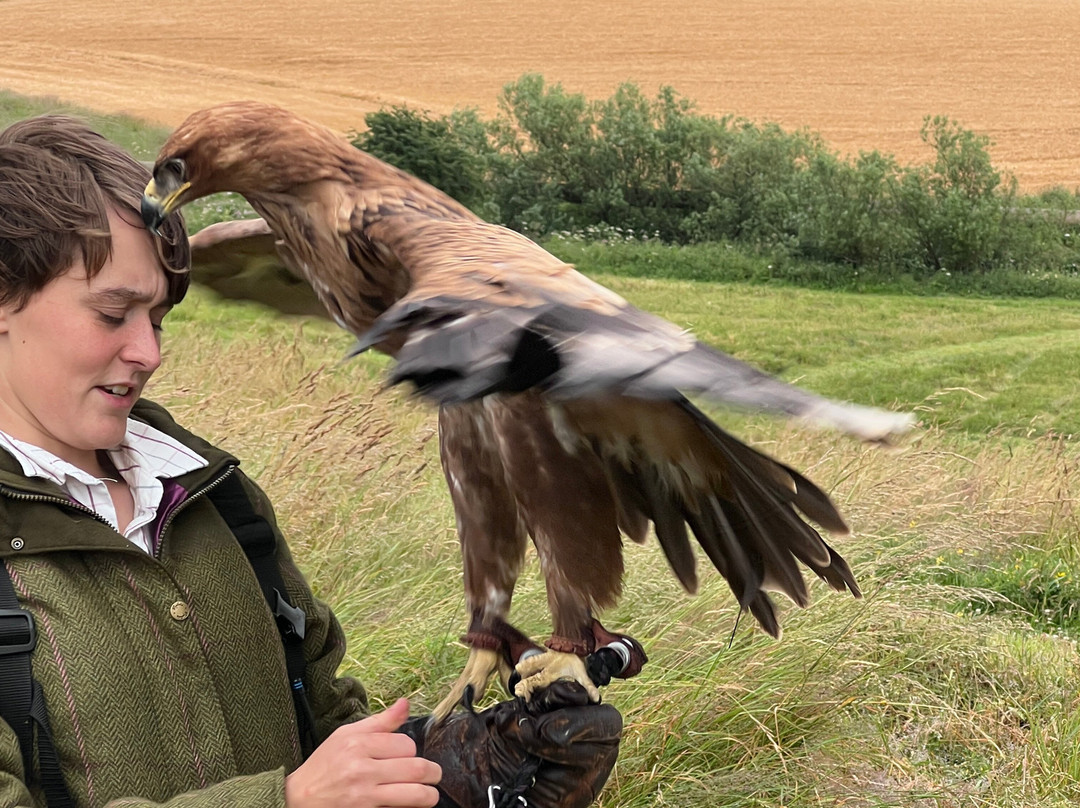 Elite Falconry-Kirkcaldy必去景点