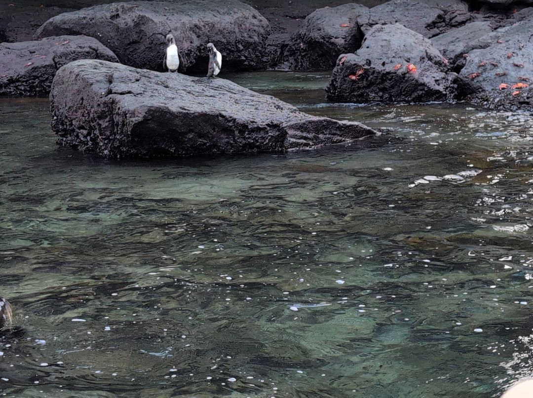 Bartolome Island, Galapagos, Ecuador-Bartolome必去景点