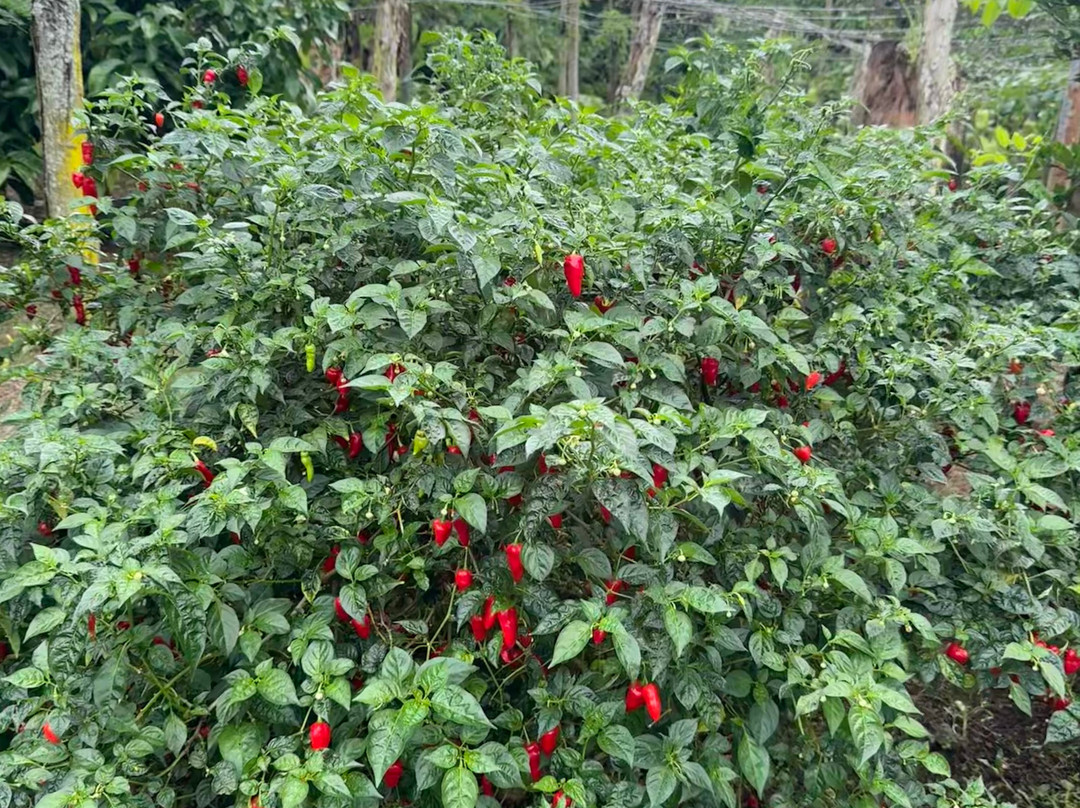 Isabela Island-伊莎贝拉岛必去景点