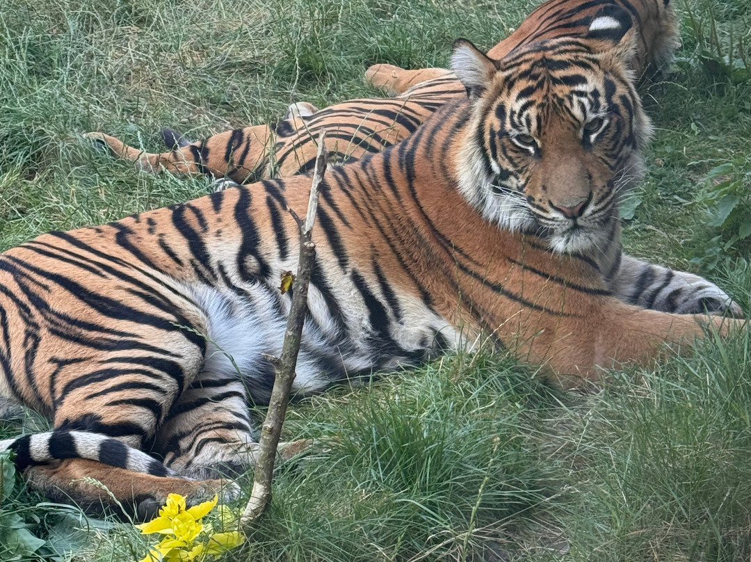 Safari Lodges At West Midlands Safari Park主图