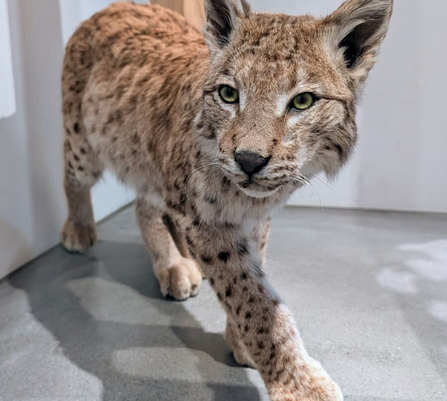 Naturmuseum St.Gallen-圣加仑必去景点